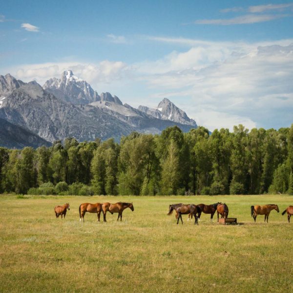 Horses in Pasture Print