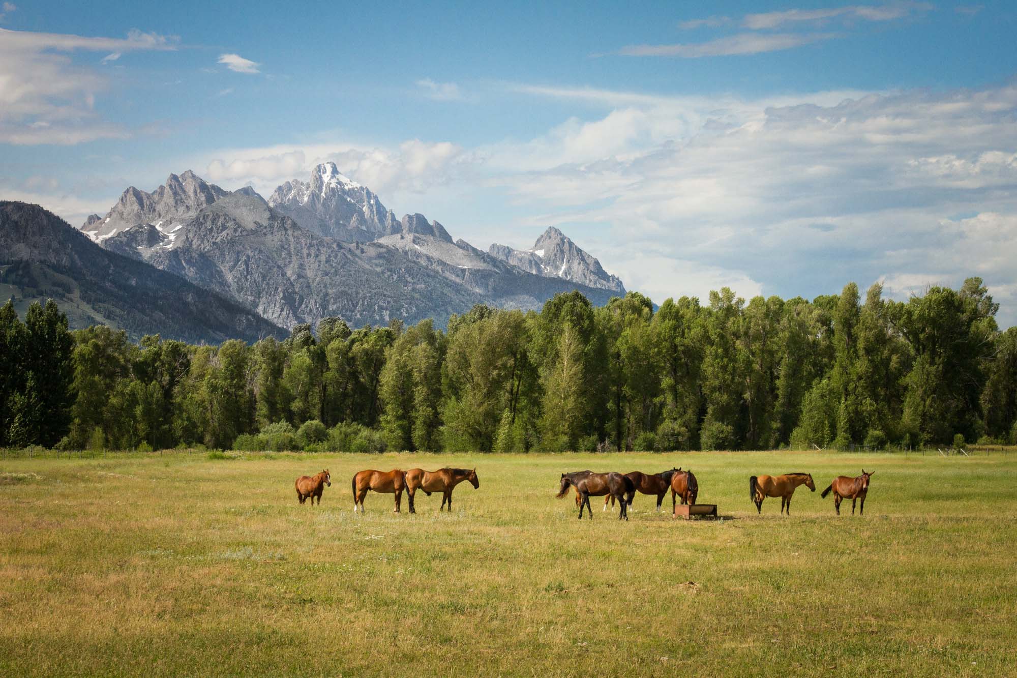 Horses in Pasture Print